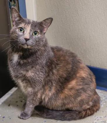 An adult medium-sized female Domestic Short Hair cat named Little Pea for adoption in Verona, WI