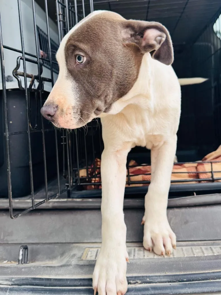 A baby large-sized male Pit Bull Terrier dog named Ghost for adoption in Claremore, OK