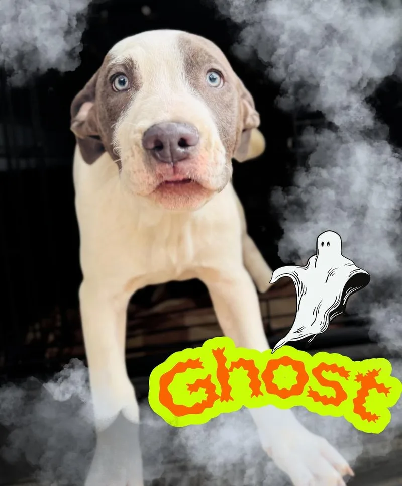 Ghost thumbnail 2