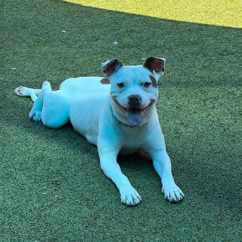An adult medium-sized female White / Cream Pit Bull Terrier dog named Ronda for adoption in Greensboro, NC