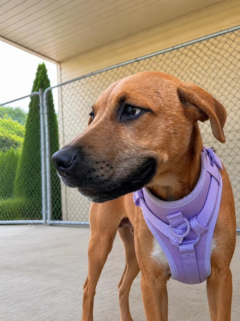 A baby large-sized female Yellow / Tan / Blond / Fawn Labrador Retriever dog named Rosie Posie for adoption in Medfield, MA