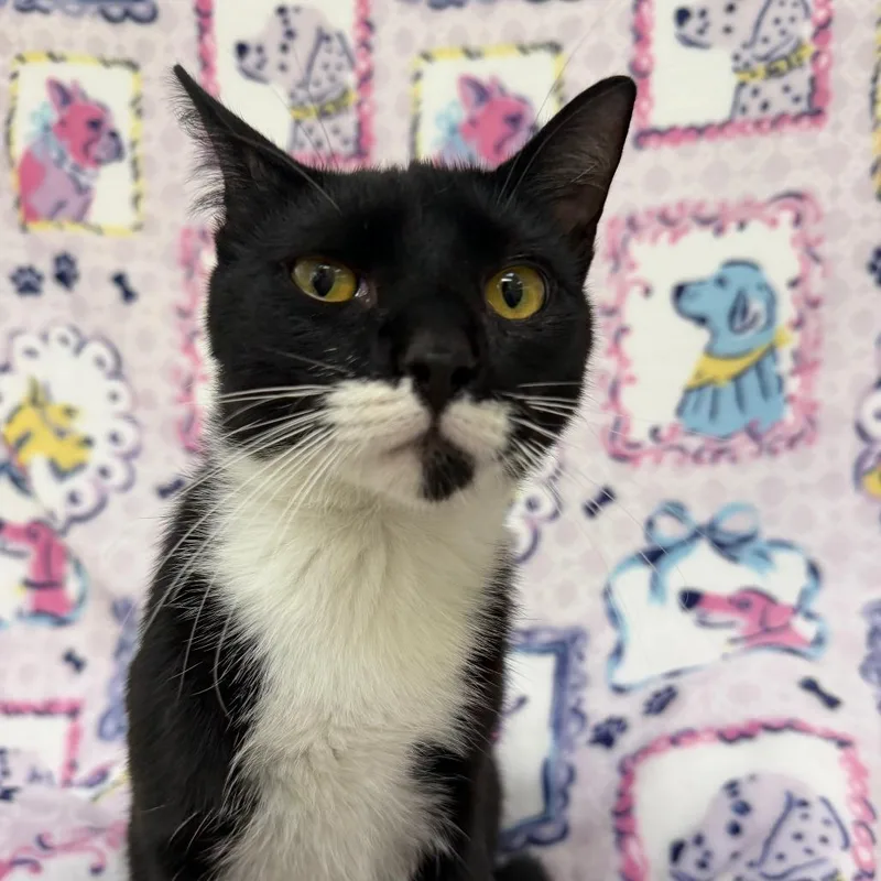 A young medium-sized male Black Domestic Short Hair cat named Fudge for adoption in Deerfield, IL
