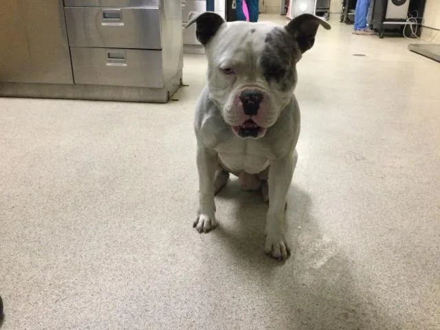 An adult medium-sized male Pit Bull Terrier dog named Max for adoption in Riverside, CA