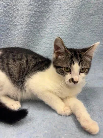 A baby small-sized male Domestic Short Hair cat named Apollo for adoption in McCook, NE