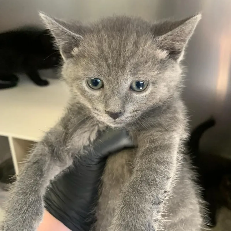 A baby small-sized male Gray / Blue / Silver Domestic Short Hair cat named Johnny Quick for adoption in Baltimore, MD