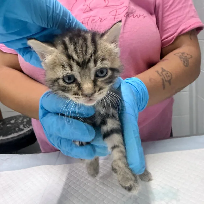 A baby small-sized female Gray / Blue / Silver Domestic Short Hair cat named Dixie Cup for adoption in Summerville, SC