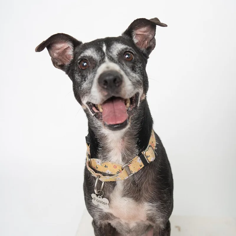 An adult medium-sized female Black Labrador Retriever dog named Lilly for adoption in Mooresville, NC
