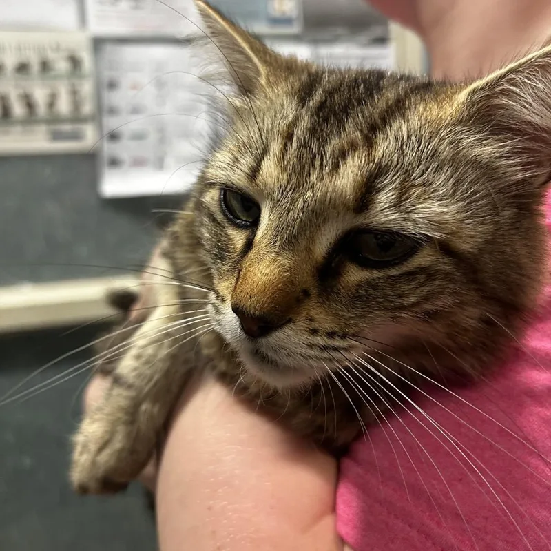 An adult medium-sized female Buff / Tan / Fawn Domestic Long Hair cat named Ginger for adoption in Chattanooga, TN