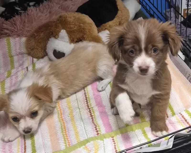 A baby small-sized male Brown / Chocolate Spaniel dog named Duke for adoption in Los Angeles, CA