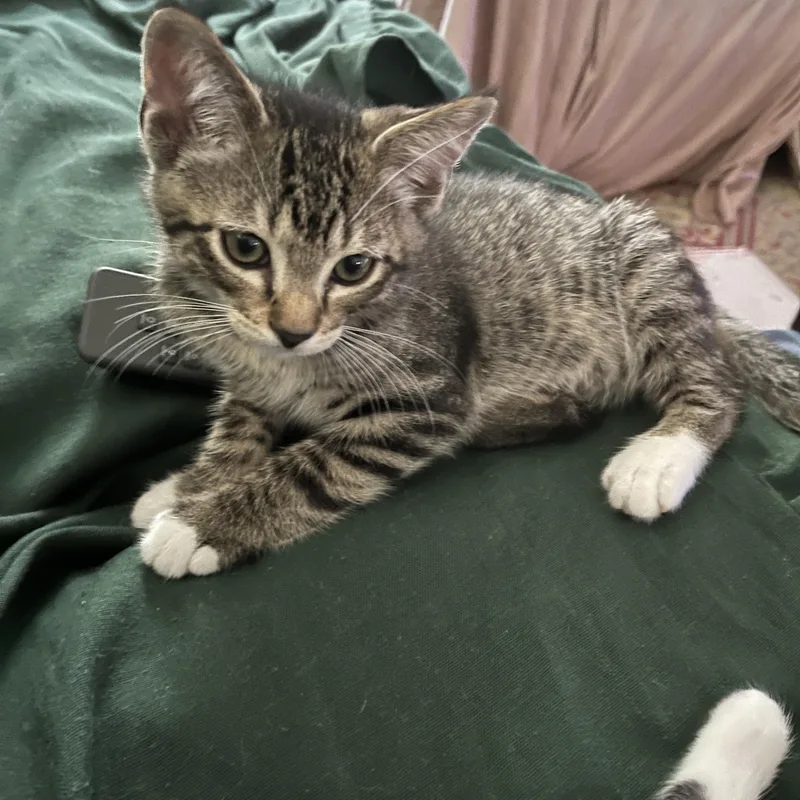 A young large-sized male Tabby cat named Pluto for adoption in Wheeling, IL