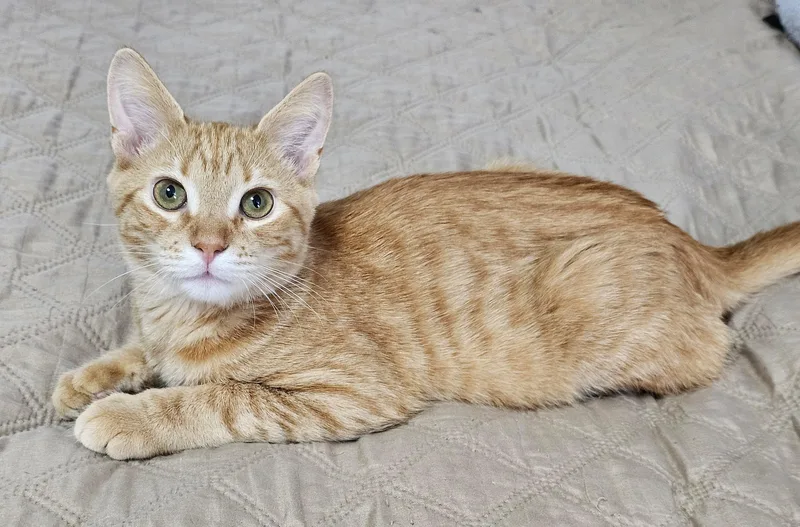 A young medium-sized male Orange / Red Domestic Short Hair cat named Flapjack for adoption in Fairfax, VA