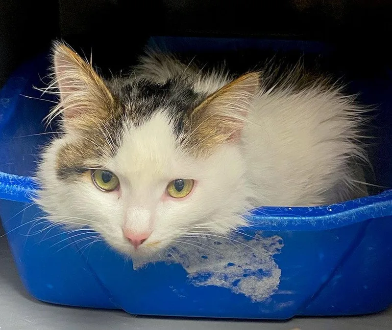 An adult large-sized male Domestic Medium Hair cat named Slade for adoption in Albemarle, NC