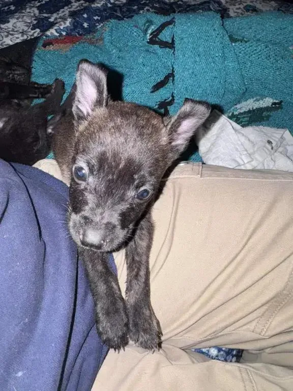 A baby small-sized male Mixed Breed dog named Blueberry for adoption in Grand Rapids, MI