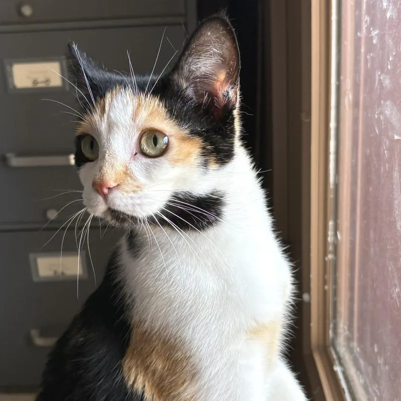 Mae