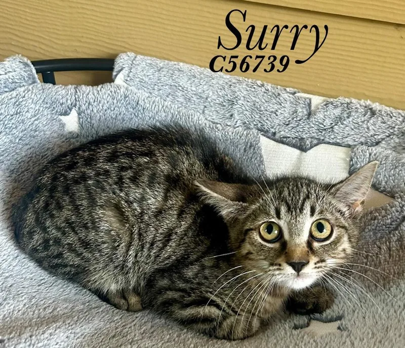Surry