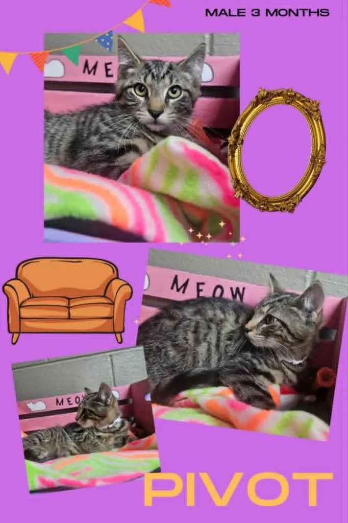 A baby small-sized male Domestic Short Hair cat named Pivot for adoption in Blountville, TN