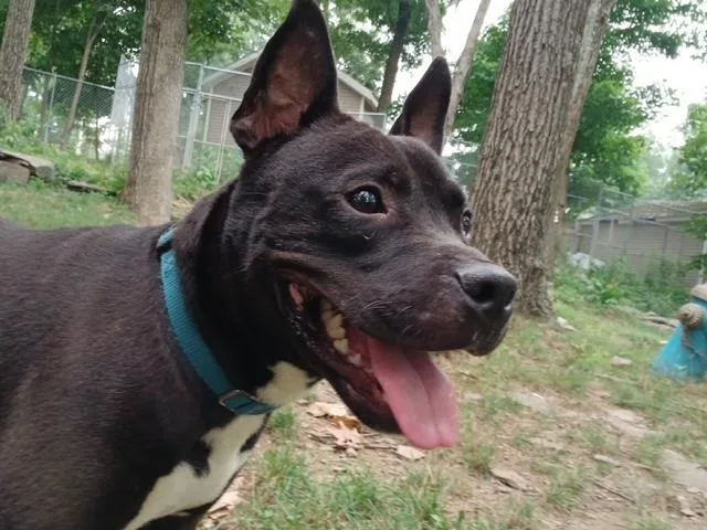 Flash The Pocket Pup thumbnail 2