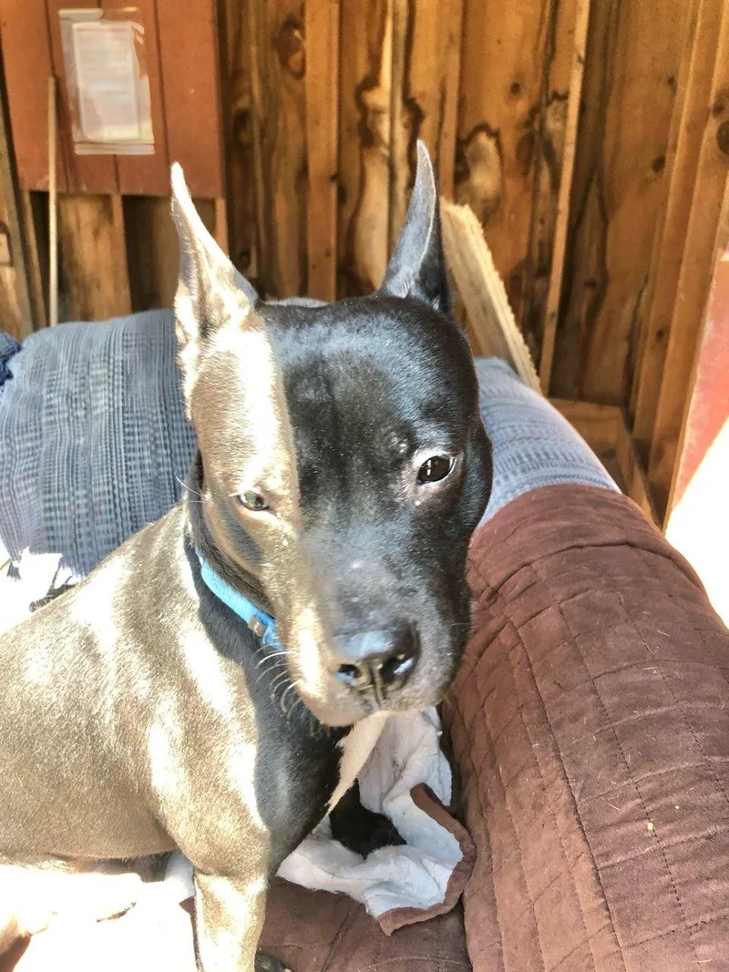 Flash The Pocket Pup thumbnail 5