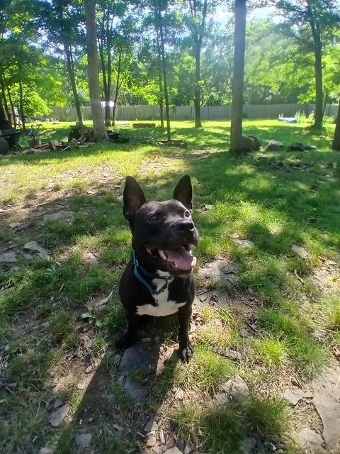 Flash The Pocket Pup thumbnail 6