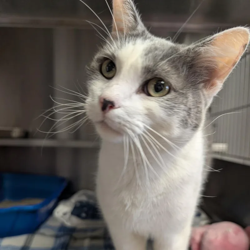An adult medium-sized male White Domestic Short Hair cat named Odie for adoption in Springfield, IL