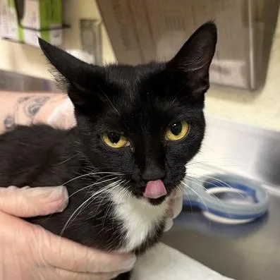 An adult medium-sized female Black Domestic Short Hair cat named Trixie Mattel for adoption in Asheville, NC