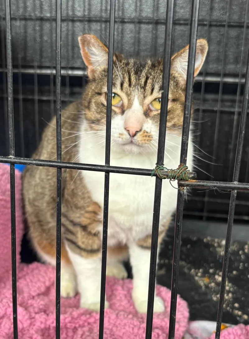 An adult large-sized female Tabby (Buff / Tan / Fawn) Tabby cat named Tabitha for adoption in Raymond, WA