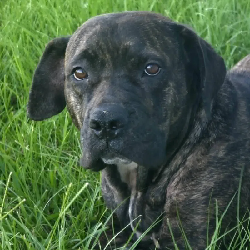 An adult large-sized female Brindle Cane Corso dog named Renata for adoption in Bryan, TX