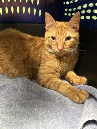 An adult medium-sized male Domestic Short Hair cat named Saja for adoption in Kansas City, MO
