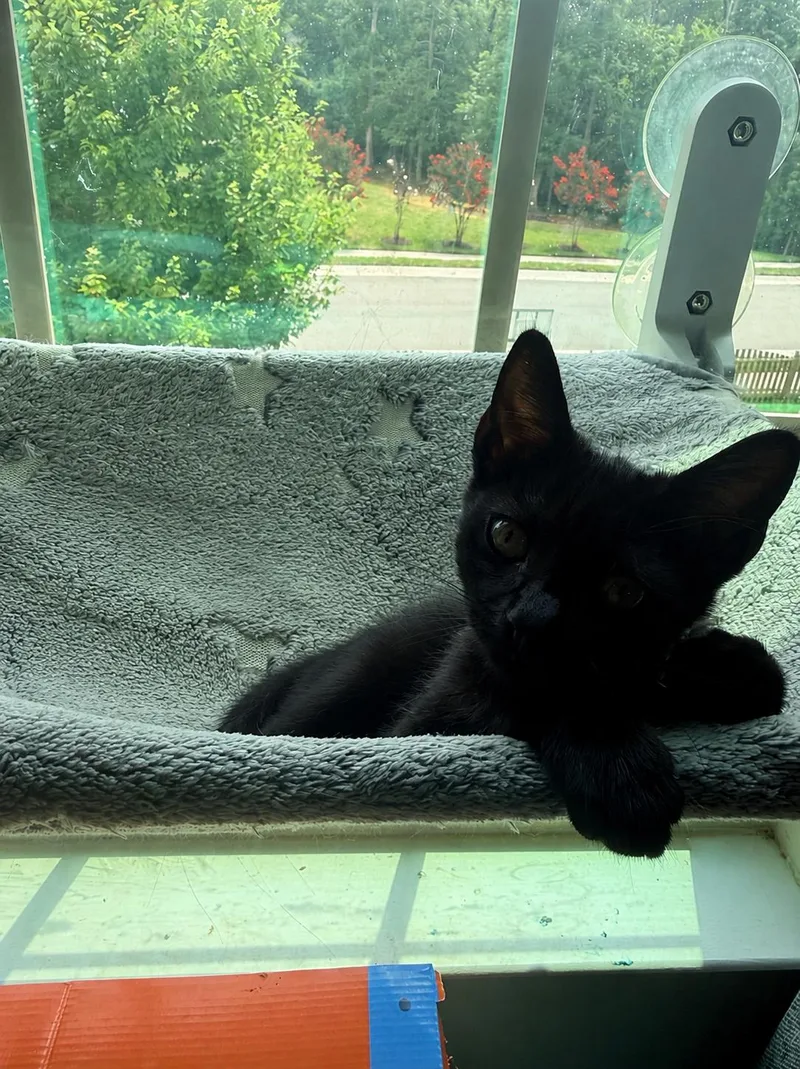 A baby small-sized female Black Domestic Short Hair cat named Black Plumberry for adoption in Richmond, VA