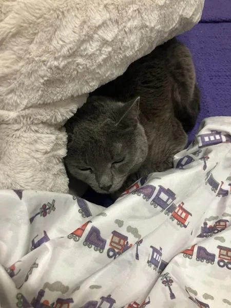An adult medium-sized female Domestic Short Hair cat named Jr Badgerfang for adoption in El Cajon, CA