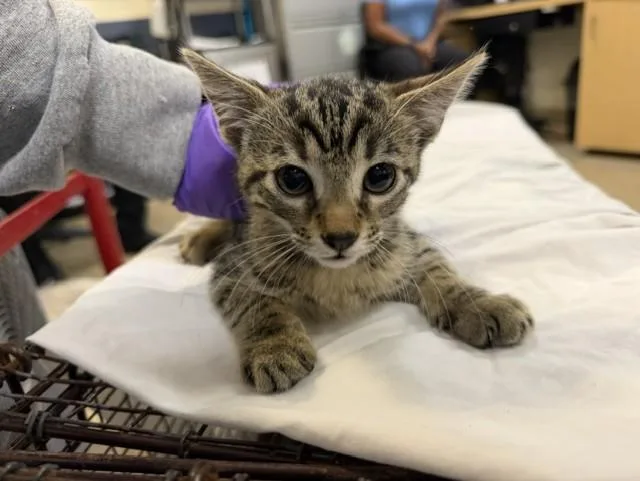 A baby small-sized female Domestic Short Hair cat named Melody for adoption in Miami, FL