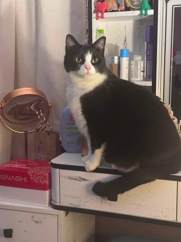 An adult medium-sized male Black & White / Tuxedo Domestic Short Hair cat named Ralph for adoption in Atwater, OH