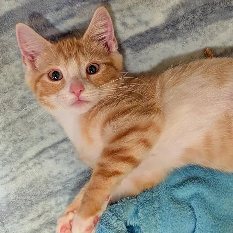 A baby medium-sized female Tabby (Orange / Red) Domestic Short Hair cat named Yasmine for adoption in Accident, MD