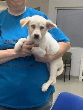 A young medium-sized female Australian Shepherd dog named Buttercup for adoption in Beatrice, NE