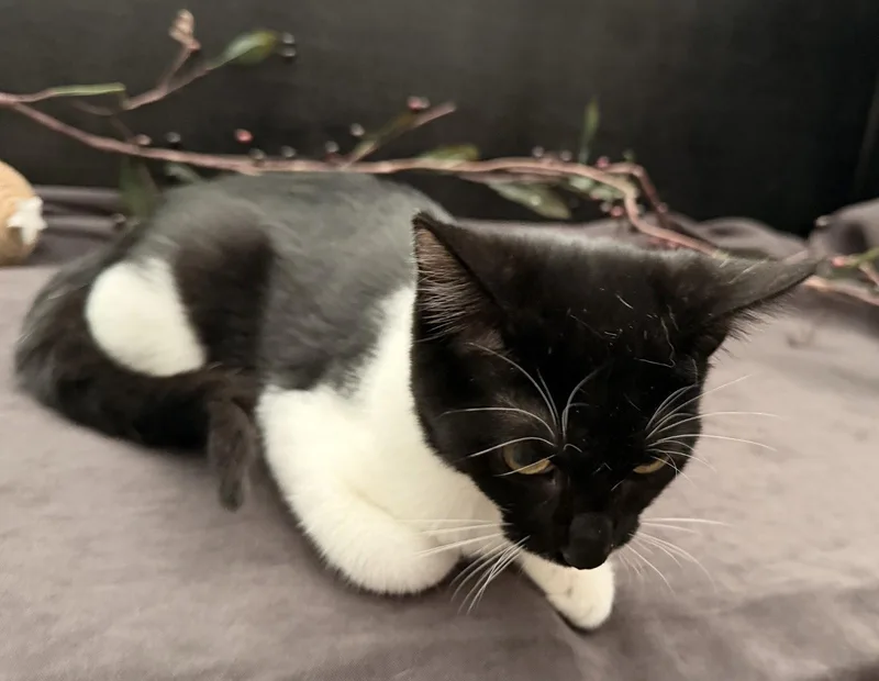 A baby small-sized female Black & White / Tuxedo Domestic Short Hair cat named Kanga for adoption in Fayetteville, GA