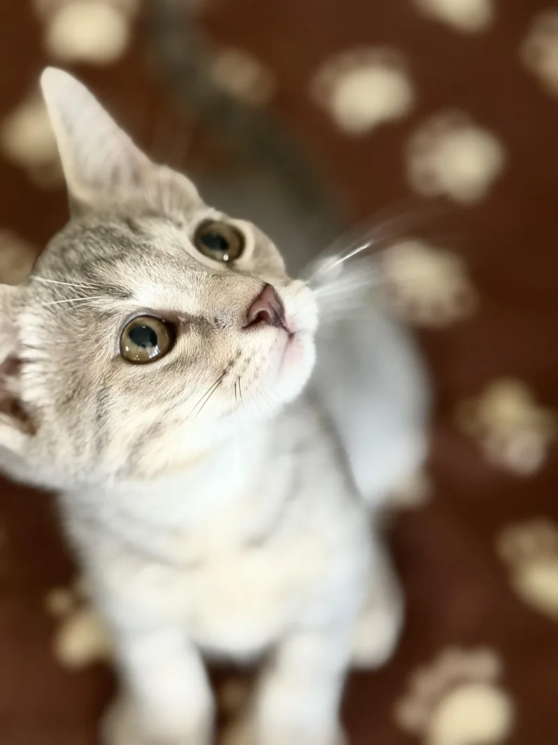 A baby small-sized female Gray / Blue / Silver Domestic Short Hair cat named Enchanting for adoption in Homestead, FL