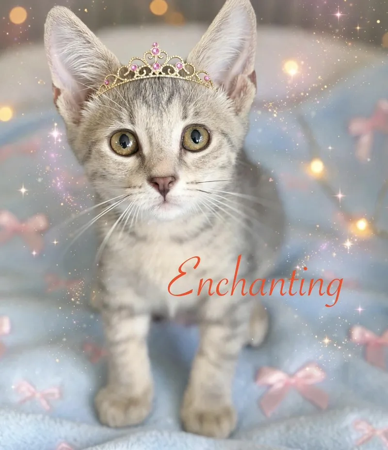 Enchanting thumbnail 5