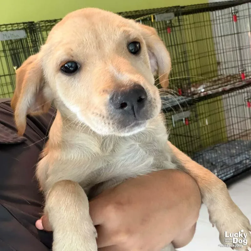 A baby medium-sized female Labrador Retriever dog named Hailey for adoption in Washington, DC