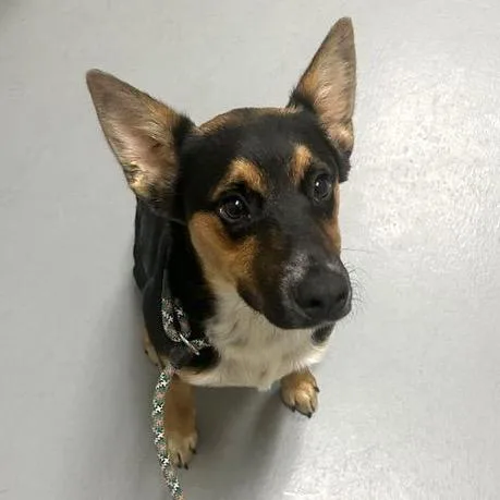 A young medium-sized male Black Mixed Breed dog named Oz for adoption in Asheville, NC