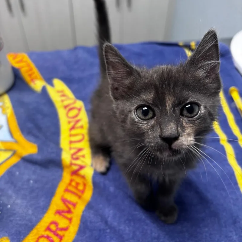 A baby small-sized female Domestic Medium Hair cat named Lovey for adoption in Riverside, CA