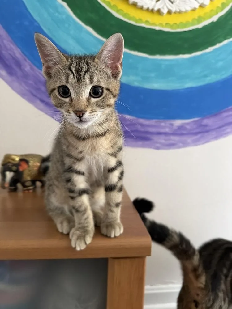 A baby small-sized male Domestic Short Hair cat named Link for adoption in Cleveland, OH