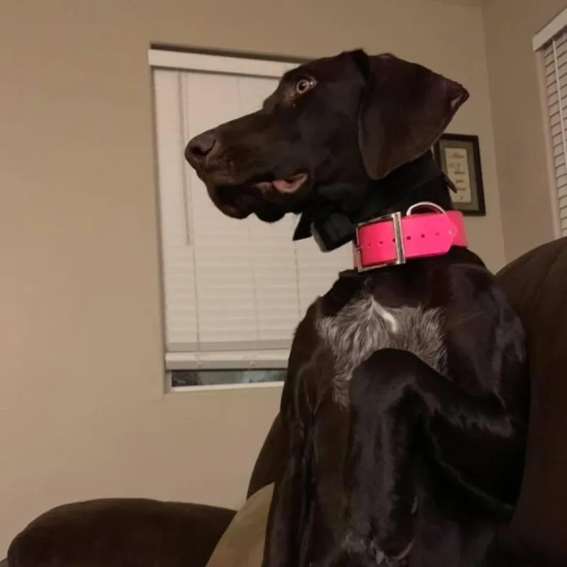 A senior large-sized female Brown / Chocolate German Shorthaired Pointer dog named Sig for adoption in Odessa, TX