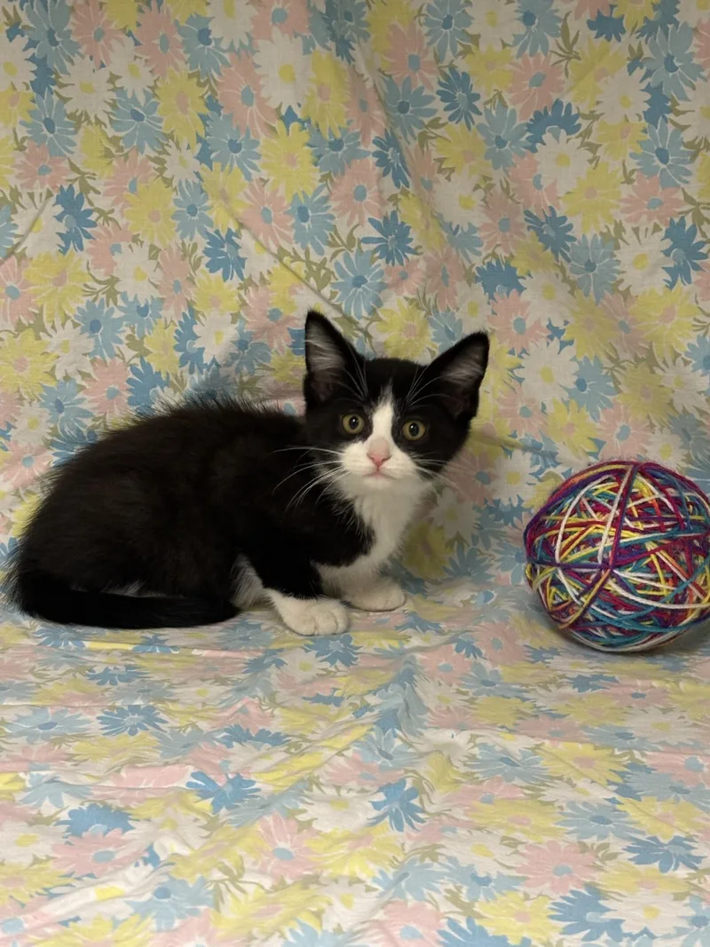 A baby small-sized male Black & White / Tuxedo Domestic Short Hair cat named Phillips for adoption in Shepherdsville, KY