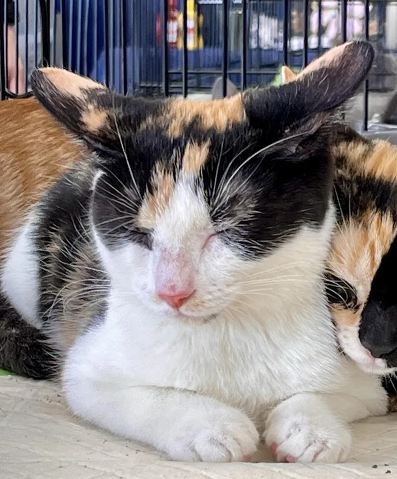 A baby medium-sized female Calico cat named Abby for adoption in Greensburg, PA