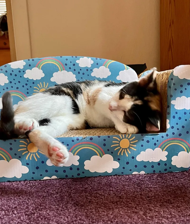 Abby thumbnail 3