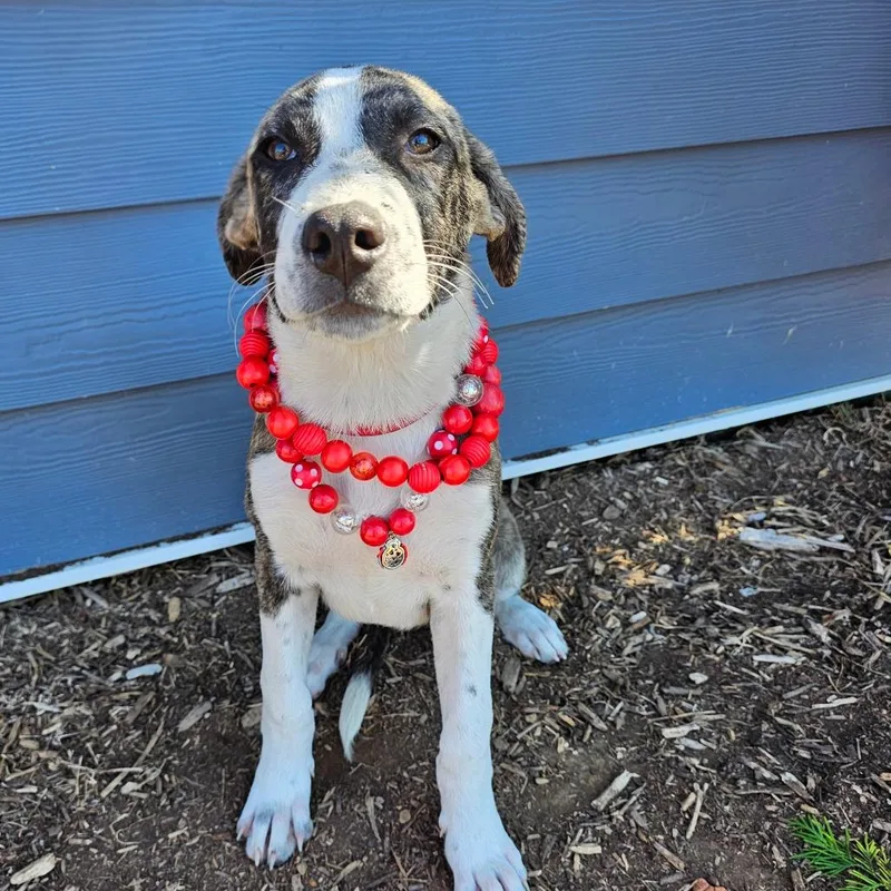A baby medium-sized female Brindle Mixed Breed dog named Gretel for adoption in Madisonville, TN