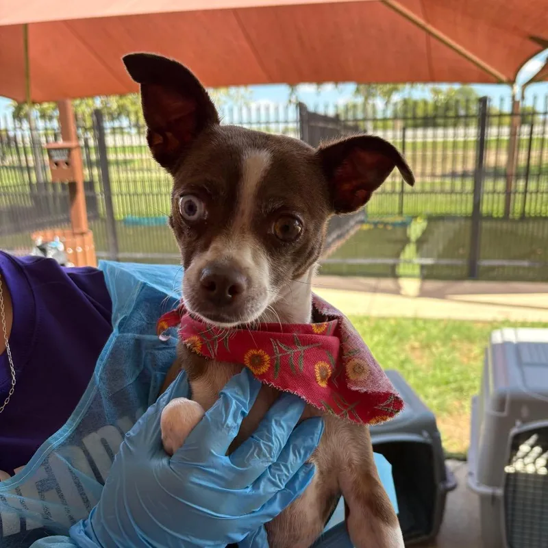 An adult small-sized female Chihuahua dog named Calypso for adoption in San Antonio, TX