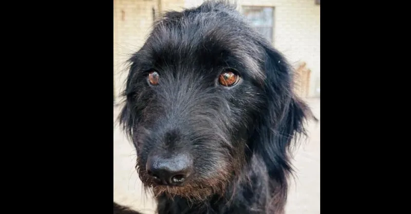 An adult medium-sized female Black Poodle dog named Skyler for adoption in Dallas, TX