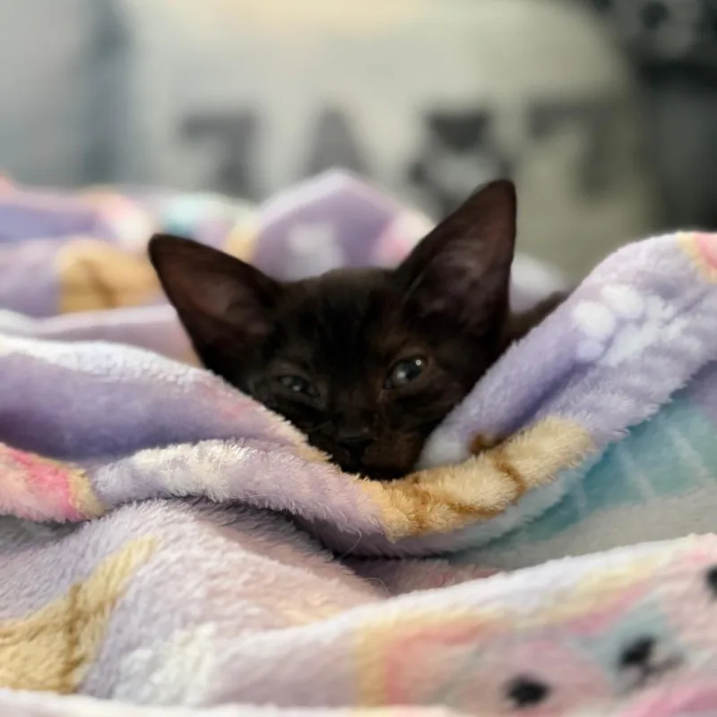 Cleo thumbnail 4