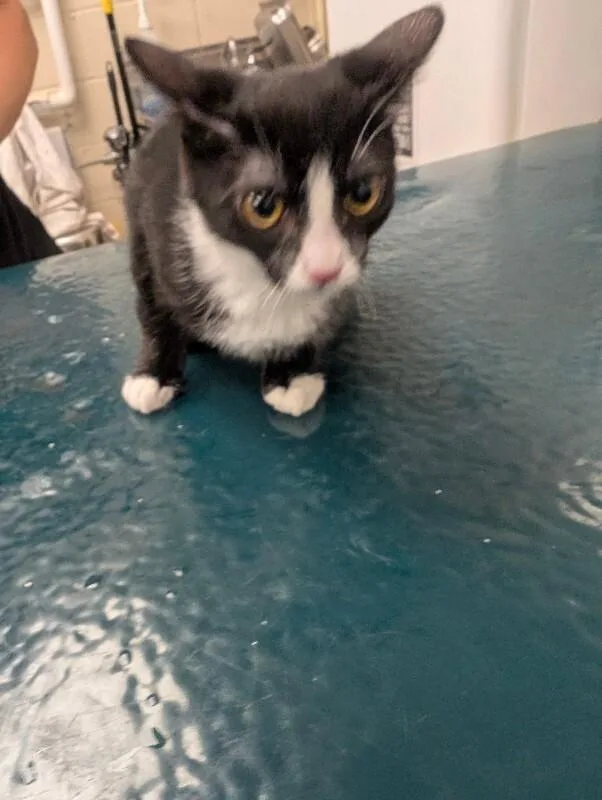 A young medium-sized female Black & White / Tuxedo Domestic Short Hair cat named Dani for adoption in Mobile, AL